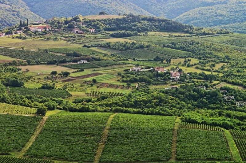 Istra je iznimno poznata po vinskim cestama i brojnim agroturizmima