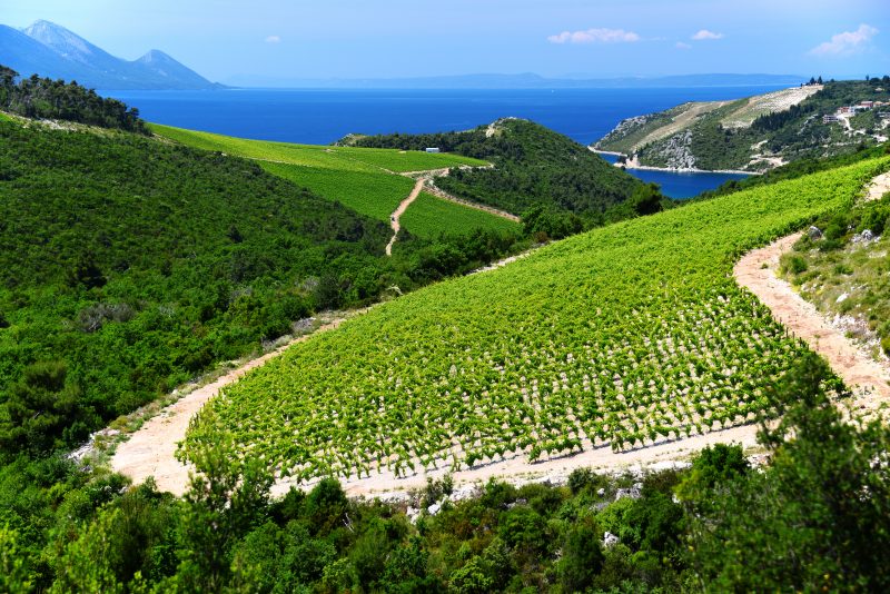 Vinograd u Dalmaciji