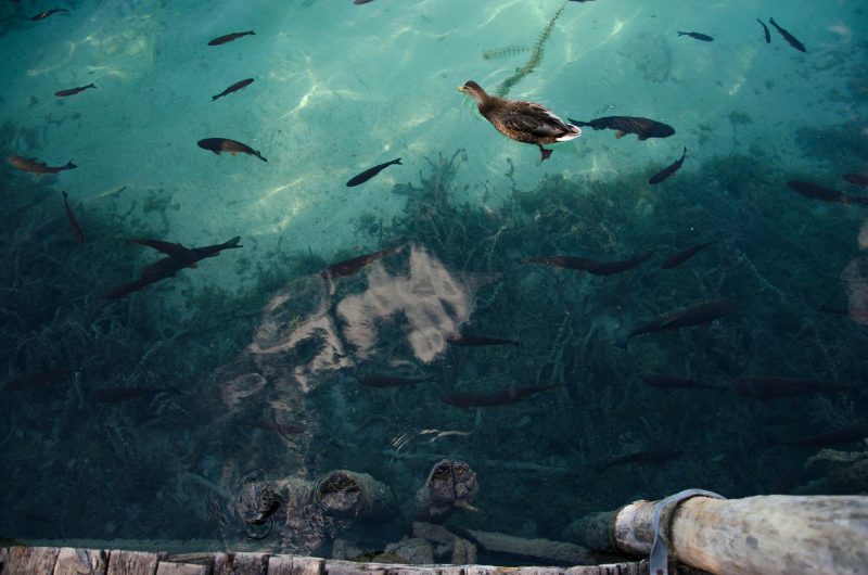 Životinjski svijet Plitvičkih jezera