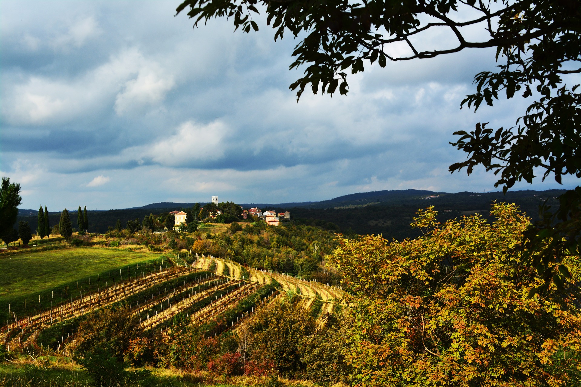 Vinske ceste Istre