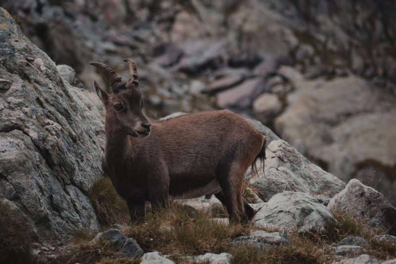 U Dalmaciji je posebice popularan lov na divokoze