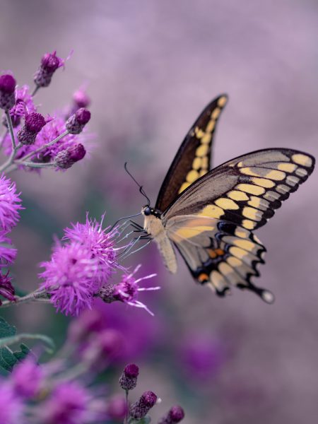 Leptiri su brojna vrsta u Nacionalnom parku Paklenica
