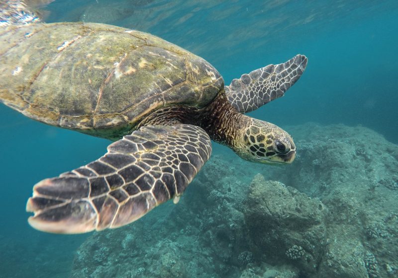 Plavi svijet brine se za morske kornjače