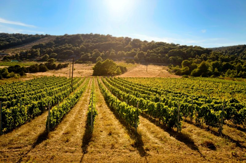 Posjetite vinograde na otoku Korčuli