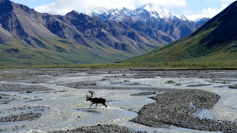Na Aljaski je nezaobilazan lov na losove
