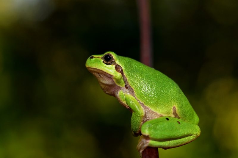 Gatalinka je jedna od dviju žaba koje obitavaju u Telašćici