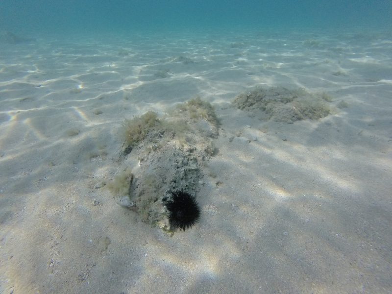 Podmorje otoka Krka je šljunčano ili pješčano