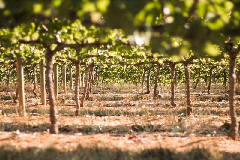 Iločki vinogradi i vinske ceste