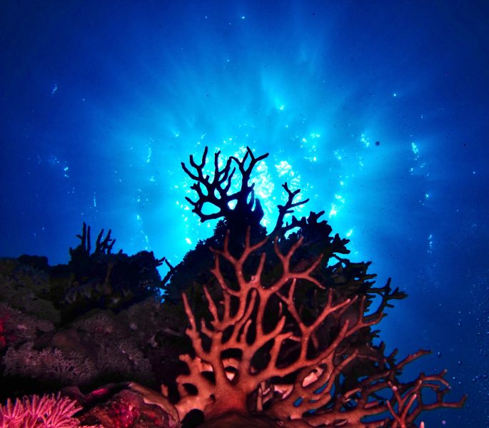 Zlarin je otok koralja
