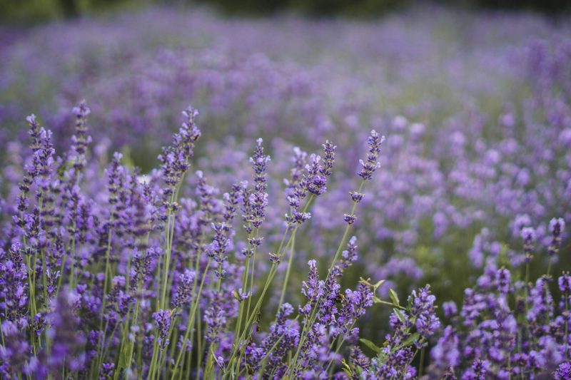 suveniri rab lavanda