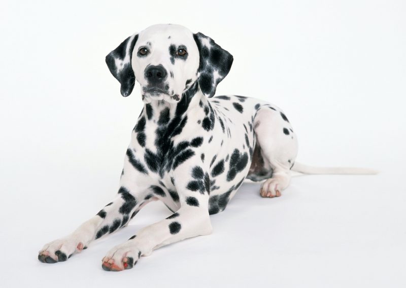 Dalmatineri su pasmina koja se svijetom rasprostranila iz Dubrovačke Republike
