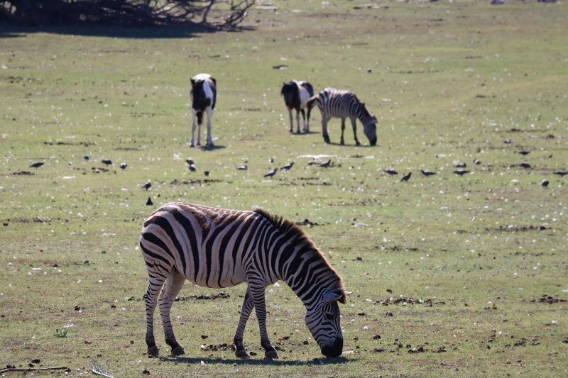 Safari na Brijunima